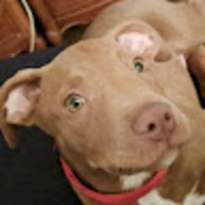 Meet your Posher, Dawn